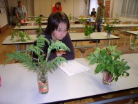 Poznávání rostlin